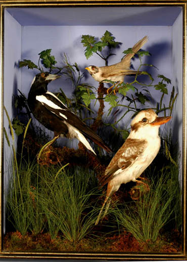 australianbirdsby sheals[1].jpg